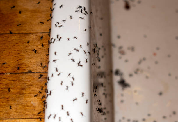 Best Exterminator Services  in , KS